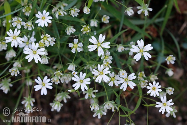 Echte Sternmiere (Stellaria holostea)