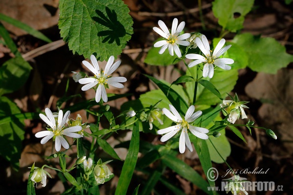 Echte Sternmiere (Stellaria holostea)