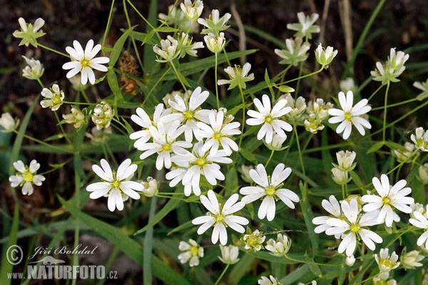 Echte Sternmiere (Stellaria holostea)