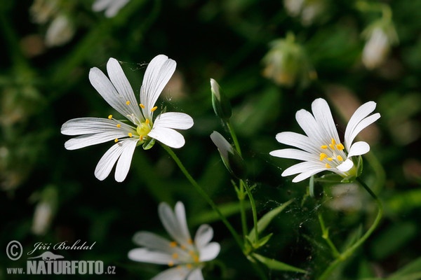 Echte Sternmiere (Stellaria holostea)