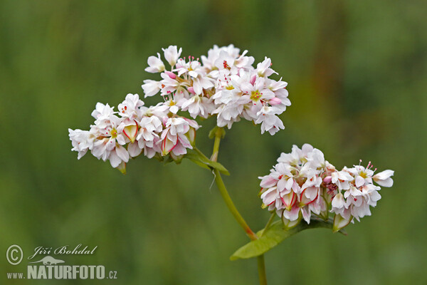 Echter Buchweizen (Fagopyrum esculentum)