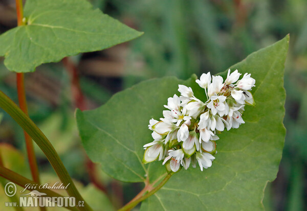 Echter Buchweizen (Fagopyrum esculentum)