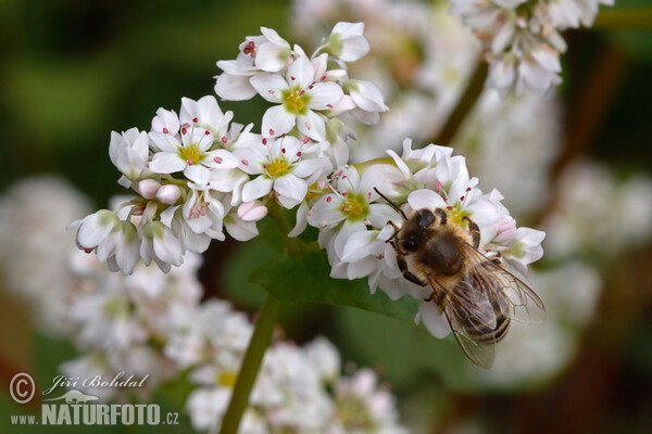 Echter Buchweizen (Fagopyrum esculentum)