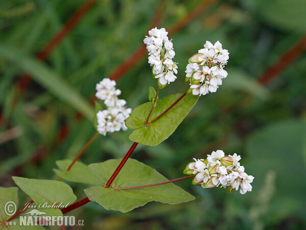 Echter Buchweizen (Fagopyrum esculentum)