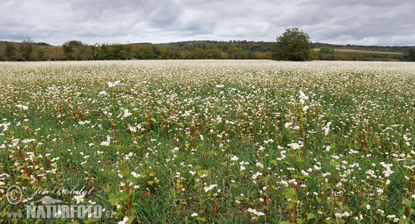 Echter Buchweizen (Fagopyrum esculentum)