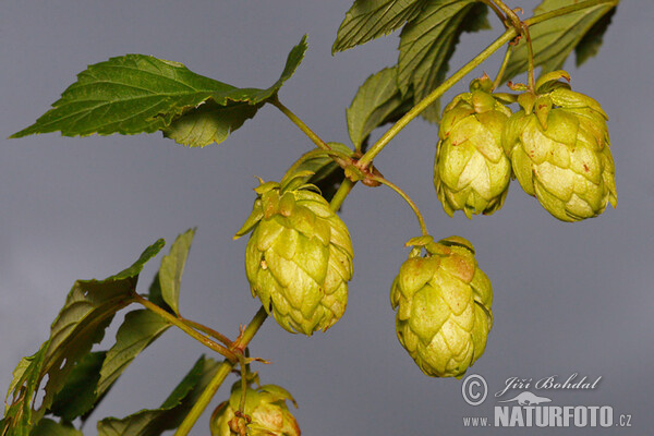 Echter Hopfen (Humulus lupulus)