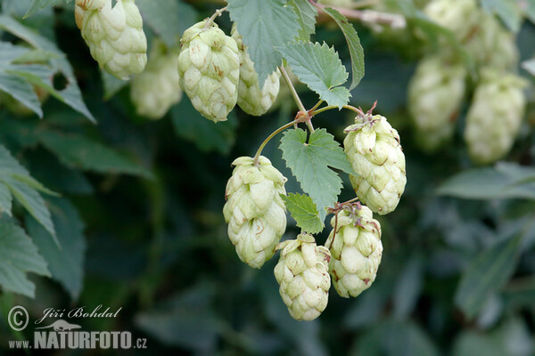 Echter Hopfen (Humulus lupulus)