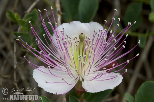 Echter Kapernstrauch (Capparis spinosa)