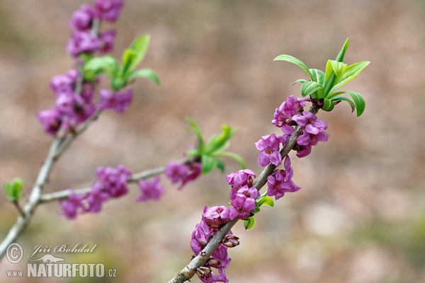 Echter Seidelbast (Daphne mezereum)