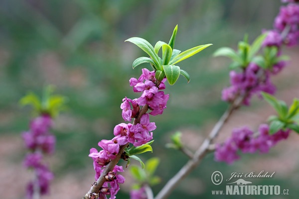 Echter Seidelbast (Daphne mezereum)