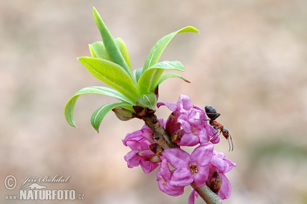 Echter Seidelbast (Daphne mezereum)