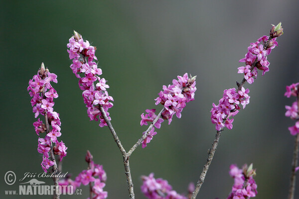 Echter Seidelbast (Daphne mezereum)