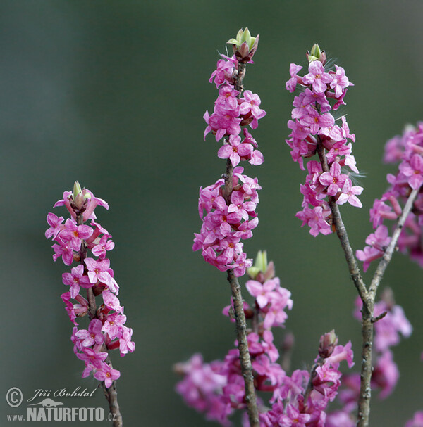 Echter Seidelbast (Daphne mezereum)