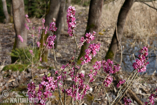 Echter Seidelbast (Daphne mezereum)