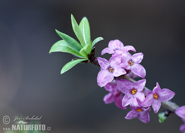 Echter Seidelbast (Daphne mezereum)