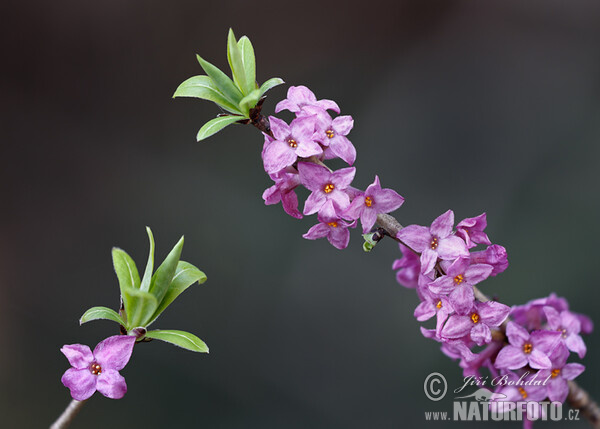 Echter Seidelbast (Daphne mezereum)