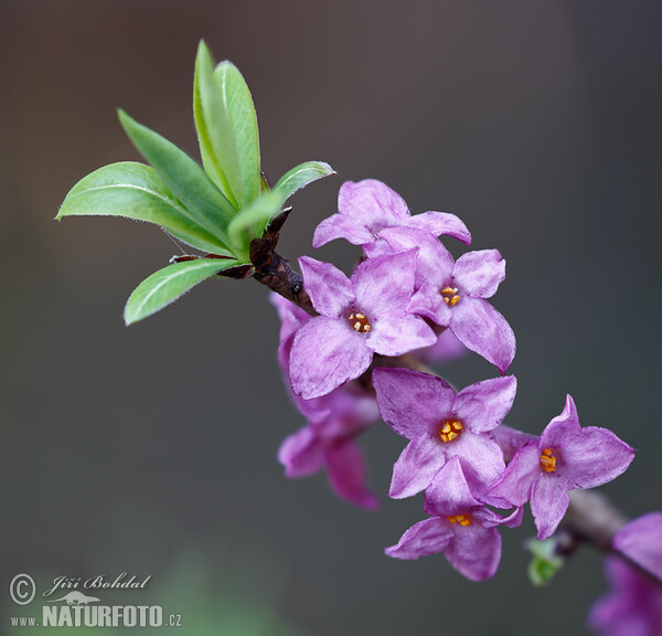 Echter Seidelbast (Daphne mezereum)