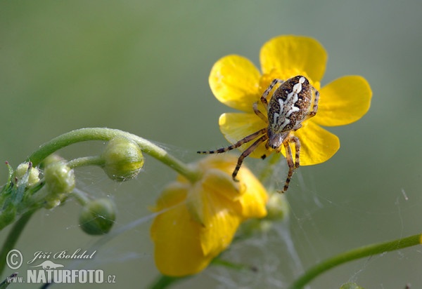 Eichblatt-Radspinne (Aculepeira ceropegia)