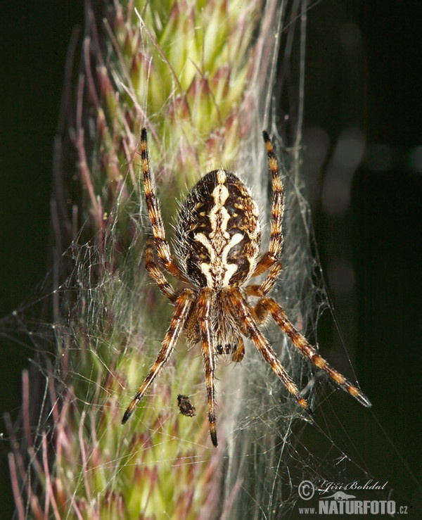 Eichblatt-Radspinne (Aculepeira ceropegia)