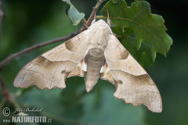 Eichenschwärmer (Marumba quercus)