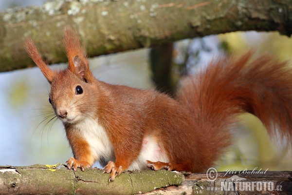 Eichhörnchen (Sciurus vulgaris)