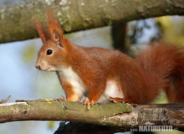 Eichhörnchen (Sciurus vulgaris)