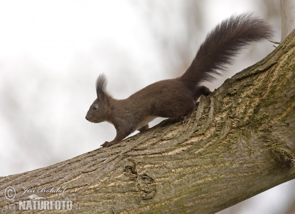 Eichhörnchen (Sciurus vulgaris)