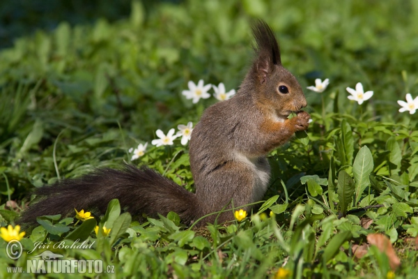 Eichhörnchen (Sciurus vulgaris)