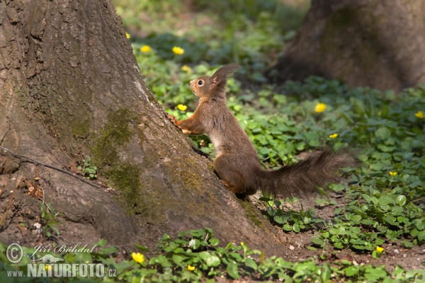 Eichhörnchen (Sciurus vulgaris)