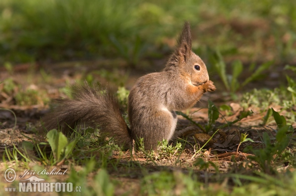 Eichhörnchen (Sciurus vulgaris)