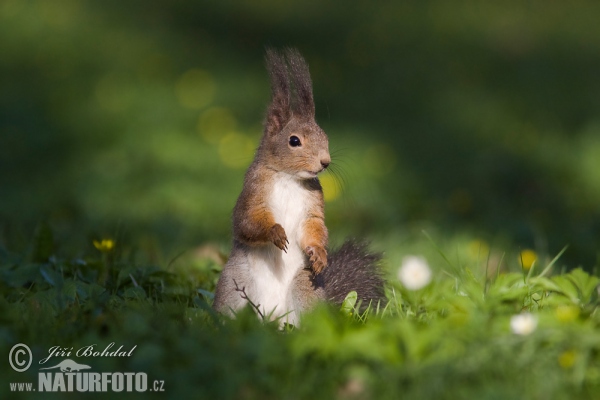 Eichhörnchen (Sciurus vulgaris)