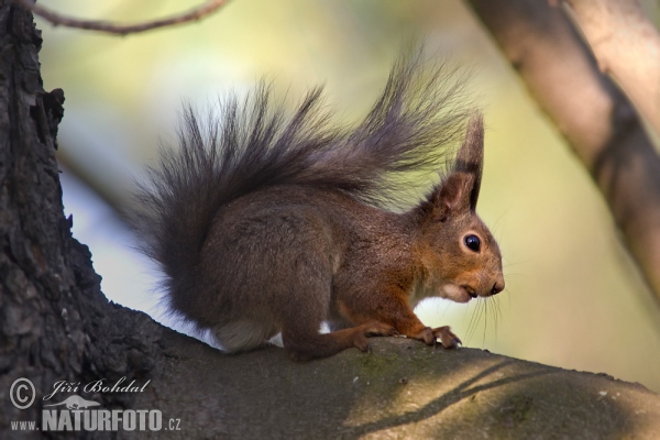 Eichhörnchen (Sciurus vulgaris)