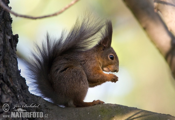 Eichhörnchen (Sciurus vulgaris)