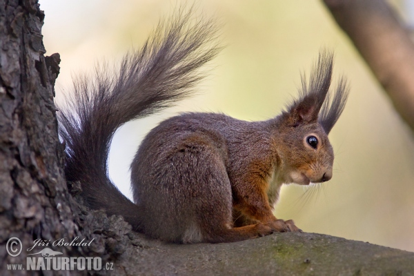 Eichhörnchen (Sciurus vulgaris)