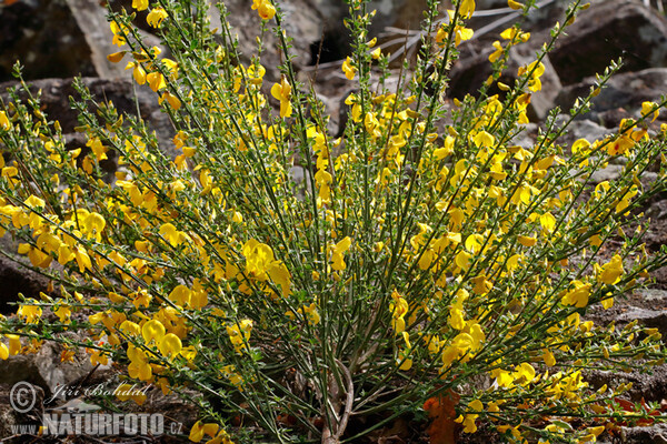 Eifelgold, Besenstrauch (Sarothamnus scoparius)