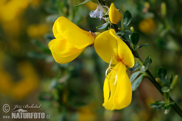 Eifelgold, Besenstrauch (Sarothamnus scoparius)