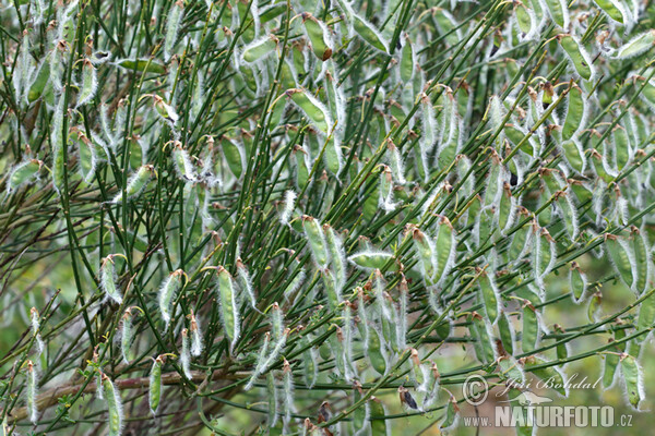 Eifelgold, Besenstrauch (Sarothamnus scoparius)