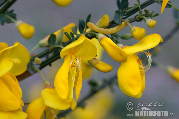 Eifelgold, Besenstrauch (Sarothamnus scoparius)