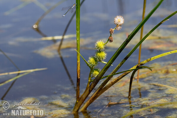 Einfacher Igelkolben (Sparganium emersum)