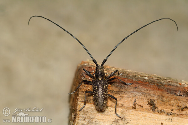 Einfarbiger Langhornbock (Monochamus sutor)