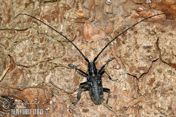 Einfarbiger Langhornbock (Monochamus sutor)