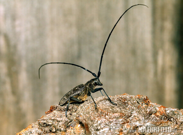 Einfarbiger Langhornbock (Monochamus sutor)