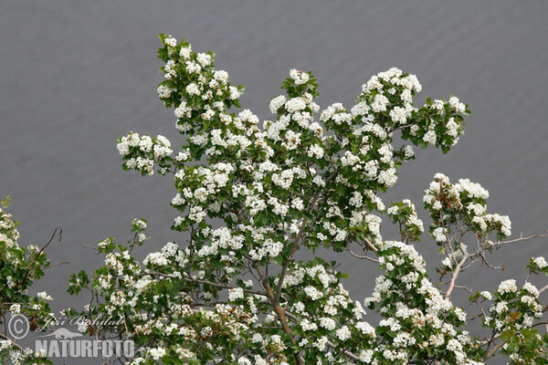 Eingriffeliger Weißdorn (Crataegus monogyna)