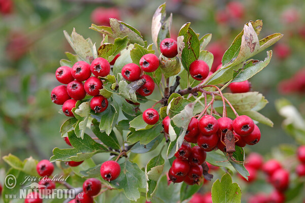 Eingriffeliger Weißdorn (Crataegus monogyna)