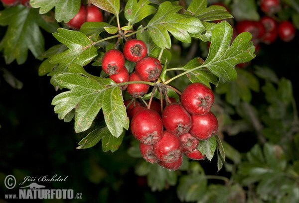 Eingriffeliger Weißdorn (Crataegus monogyna)