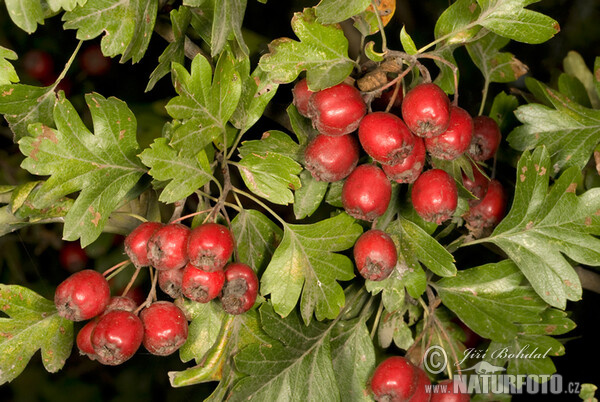 Eingriffeliger Weißdorn (Crataegus monogyna)