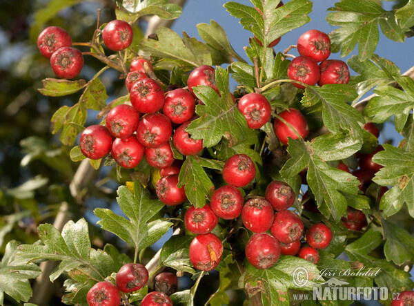 Eingriffeliger Weißdorn (Crataegus monogyna)