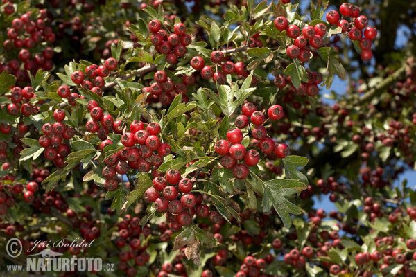 Eingriffeliger Weißdorn (Crataegus monogyna)