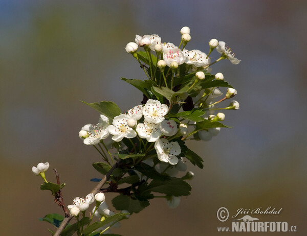 Eingriffeliger Weißdorn (Crataegus monogyna)