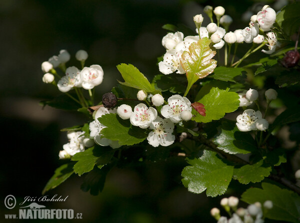 Eingriffeliger Weißdorn (Crataegus monogyna)